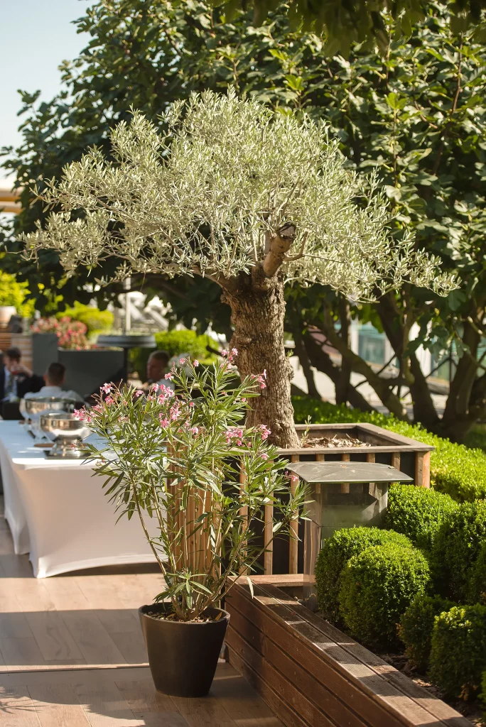 Esküvői fotózás - Haraszthy Pincészet (Etyek) - Borvidék - Wedding Photography Winery Haraszthy