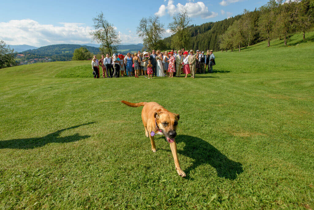 Esküvői sorozat - Dogs at weddings - Hochzeitsfotografie in Austria